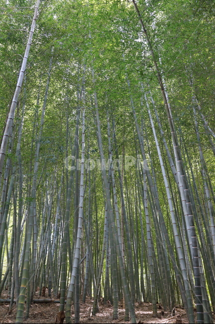 대나무,대나무숲,거제맹종죽,식물,plant