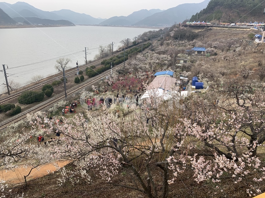 원동,매화마을,매화마을축제,원동매화마을축제,기차길
