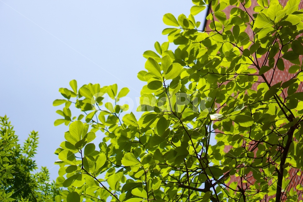 나무,하늘,햇빛,연두,광합성,잎,어린잎,나뭇잎,햇살,식물,자연,plants,nature