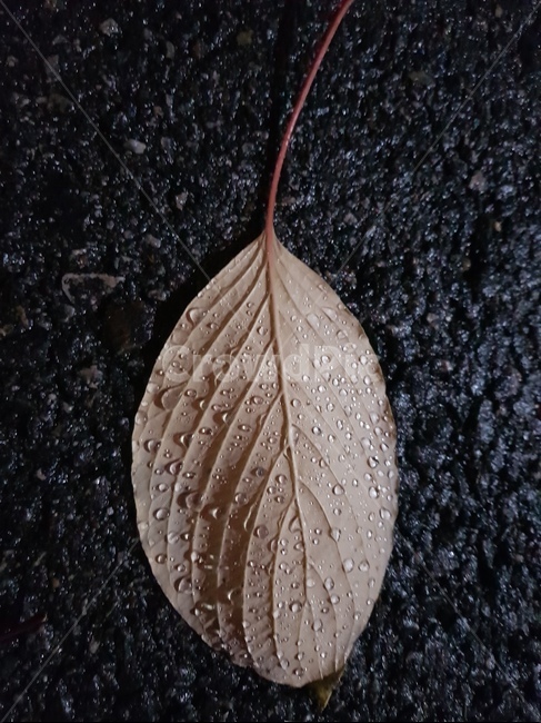 아스팔트,가을,가을비,낙엽,나뭇잎,가을,계절,fall,autumn,season,leaf,잎,plant,식물