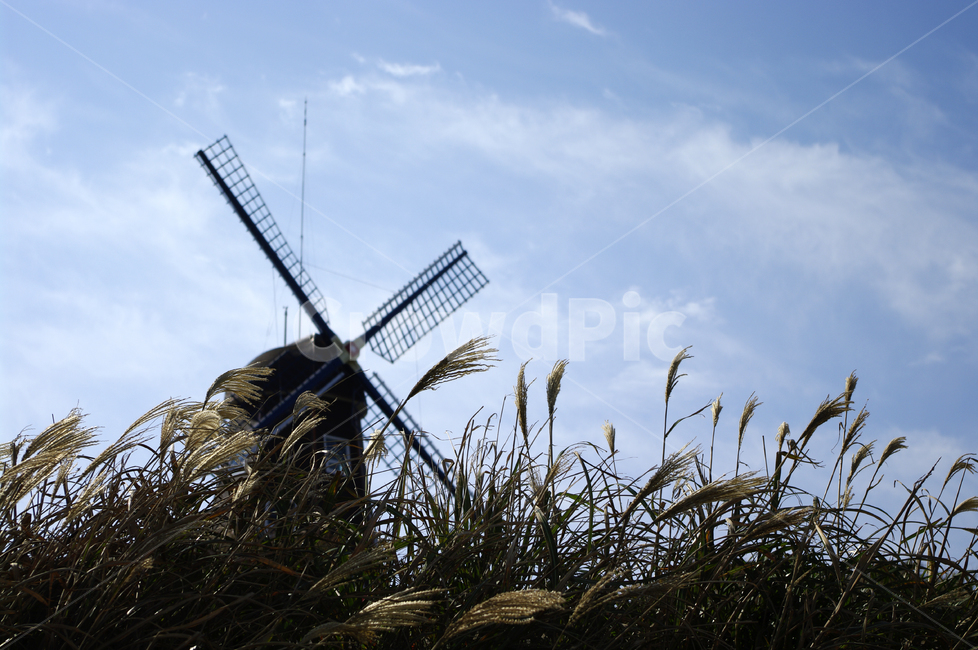 하늘,풍차,억새,식물,구름,grass,잔디,plant