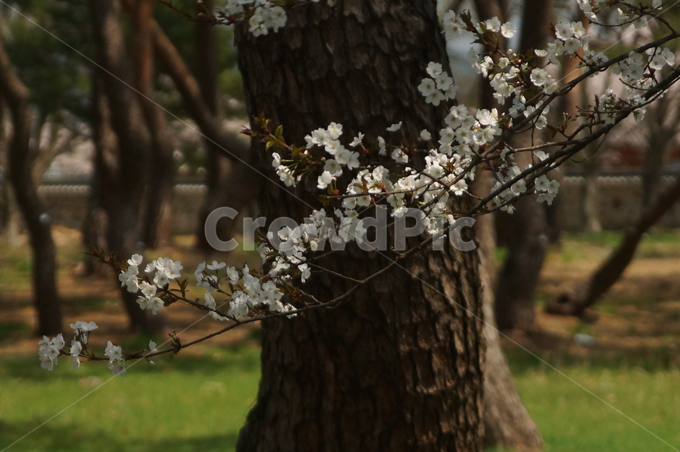 나무줄기,treetrunk,tree,벚꽃,cherryblossom,나무,꽃나무