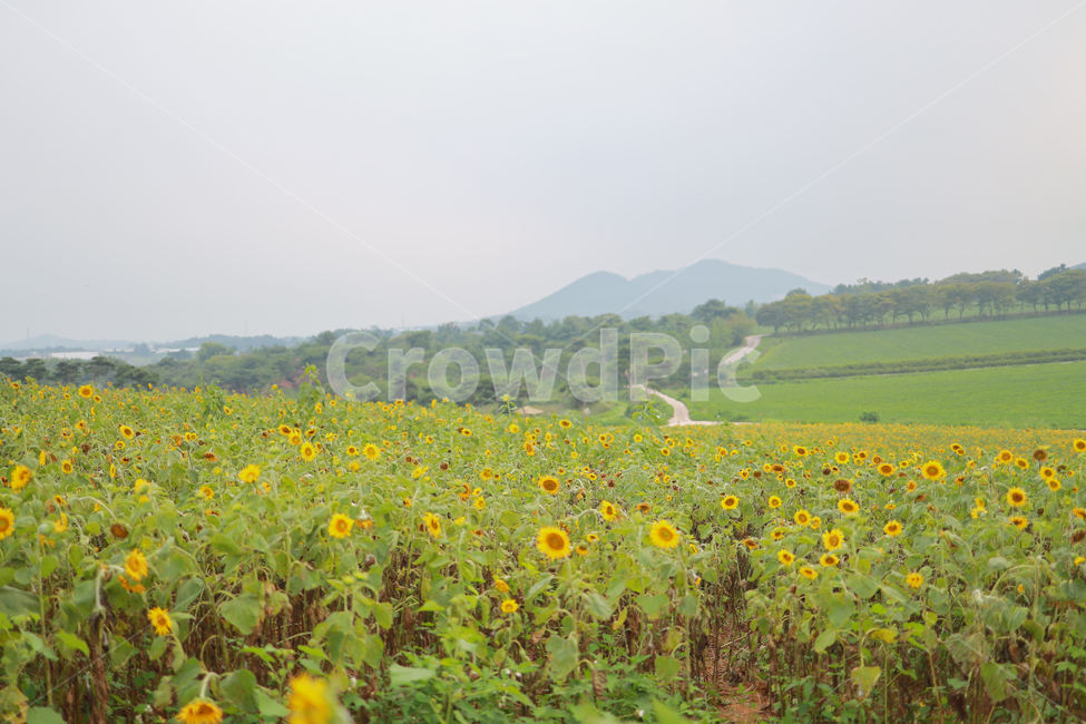 해바라기,꽃,여름,감성,색감,계절,추억,sun,flower,plant,color