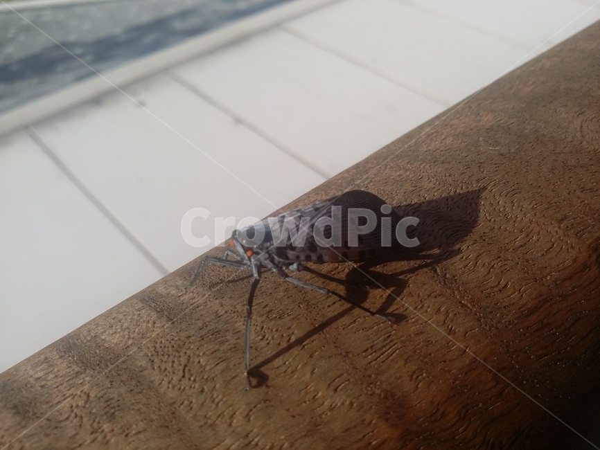 동물,곤충,animal,insect,중국매미,곤충,벌레,insect,bug