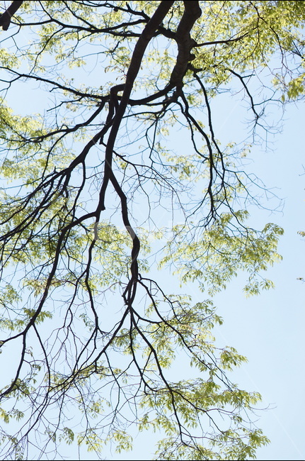 봄,나무잎,연두,하늘,맑음,해,빛,새순,식물,자연,plants,nature,나무,trees,wood,휴식,힐링,rest,relaxation,healing