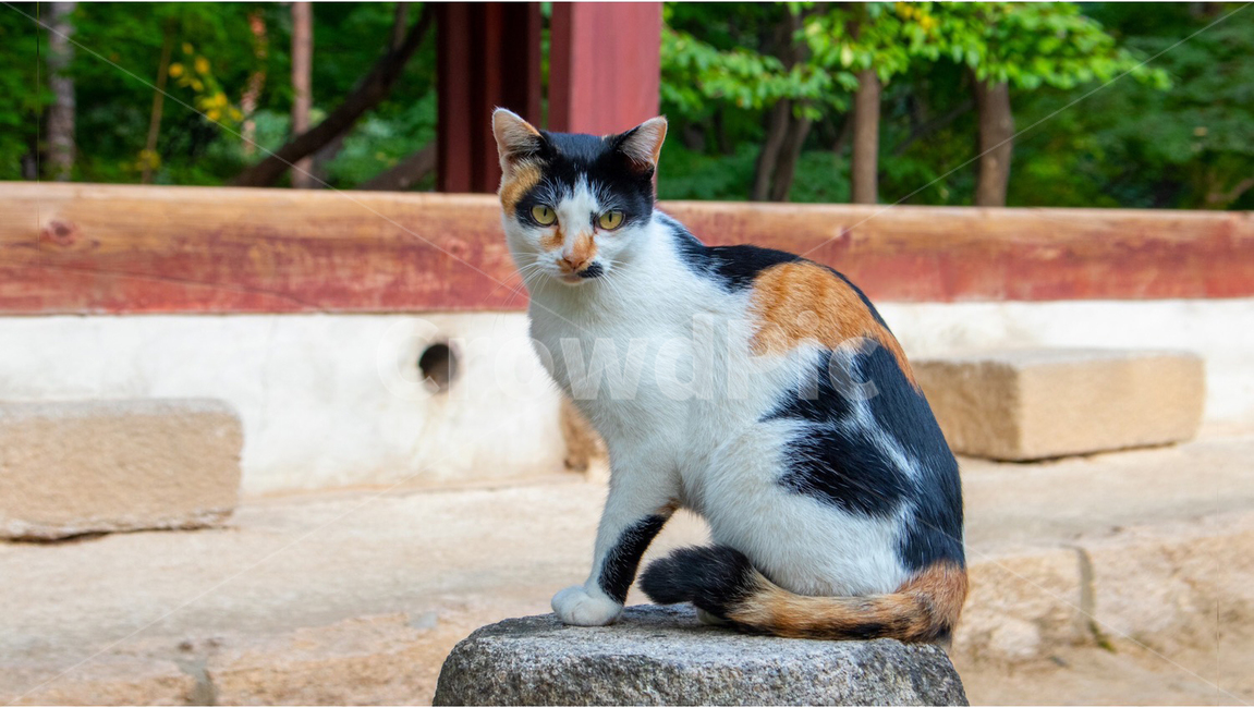 동물,애완동물,고양이,길냥이,길고양이,포유류,애완동물,자연,생명,야생,야생동물