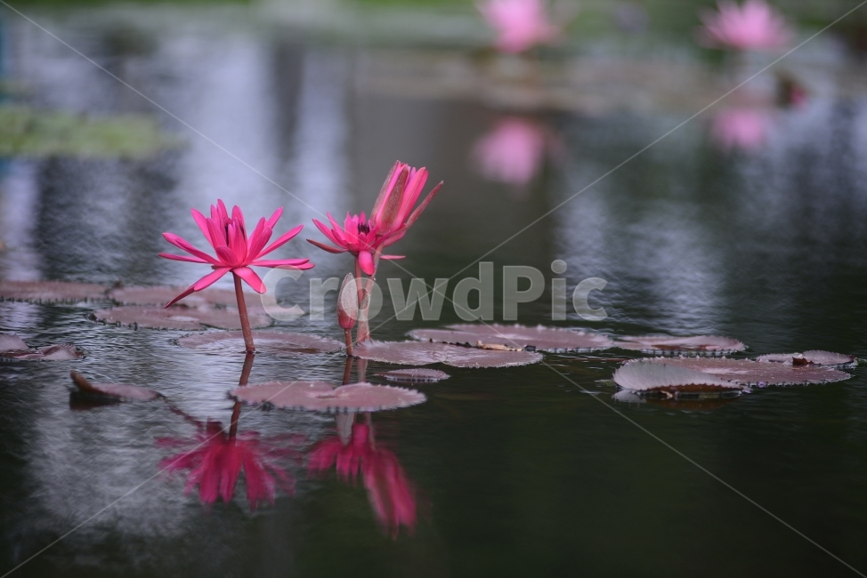 수련,연꽃,반영,물,자연,꽃,연잎,분홍,초록,식물,자연,plants,nature,꽃,flower