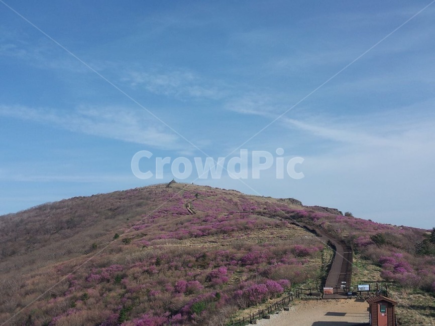 봄,산,자연,꽃,정상
