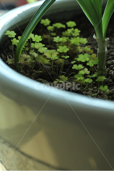 새싹,화분,식물,자연,클로버,nature,식물,자연,plants,nature