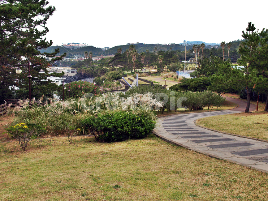 올레8코스,올레길,제주,서귀포시,도로,억새,자연,풍경,nature,landscape,outdoors,옥외,경치,scenery