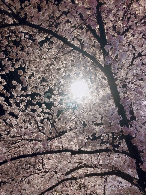 벚꽃,봄,벚나무길,가로등,산책