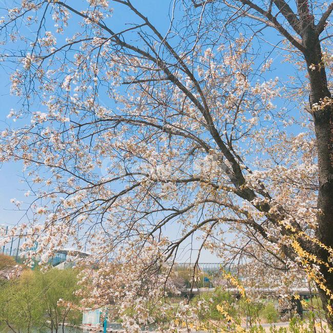 벚꽃,벚꽃나무,벚나무,cherryblossoms,나무,하늘,tree,sky,blossoms