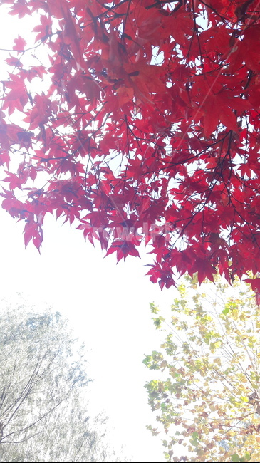 가을,단풍,나무,하늘,아름다움,가을,계절,fall,autumn,season,leaf,잎,plant,식물,tree,maple