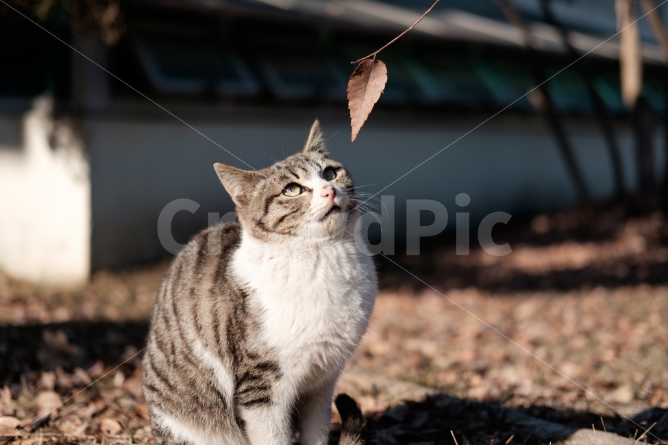 고양이,cat,아기고양이,kitten,동물,포유류,동물,animal,포유류,mammal,고양이,cat,kitten,kitty
