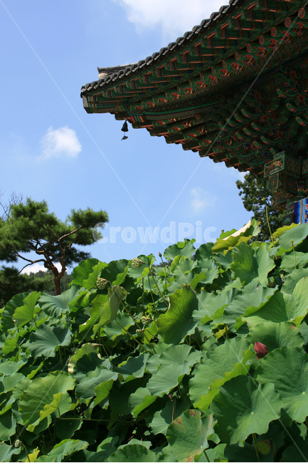 연꽃,식물,flower,plants,nature,꽃,봉원사,풍경,연잎,하늘,단청,사찰,한국전통,한국문화,korean traditional,korean culture,식물,자연,plants,nature,건축물,건물외관,exterior,building,structure,architecture,construction