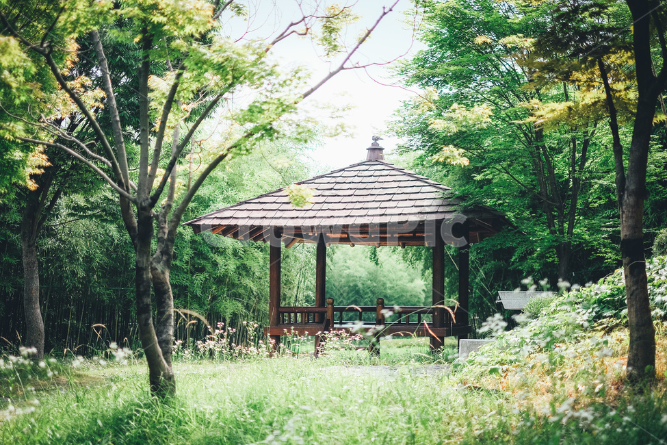 나무,풀,쉼터,의자,여름,자연,풍경,nature,landscape,휴식,힐링,rest,relaxation,healing