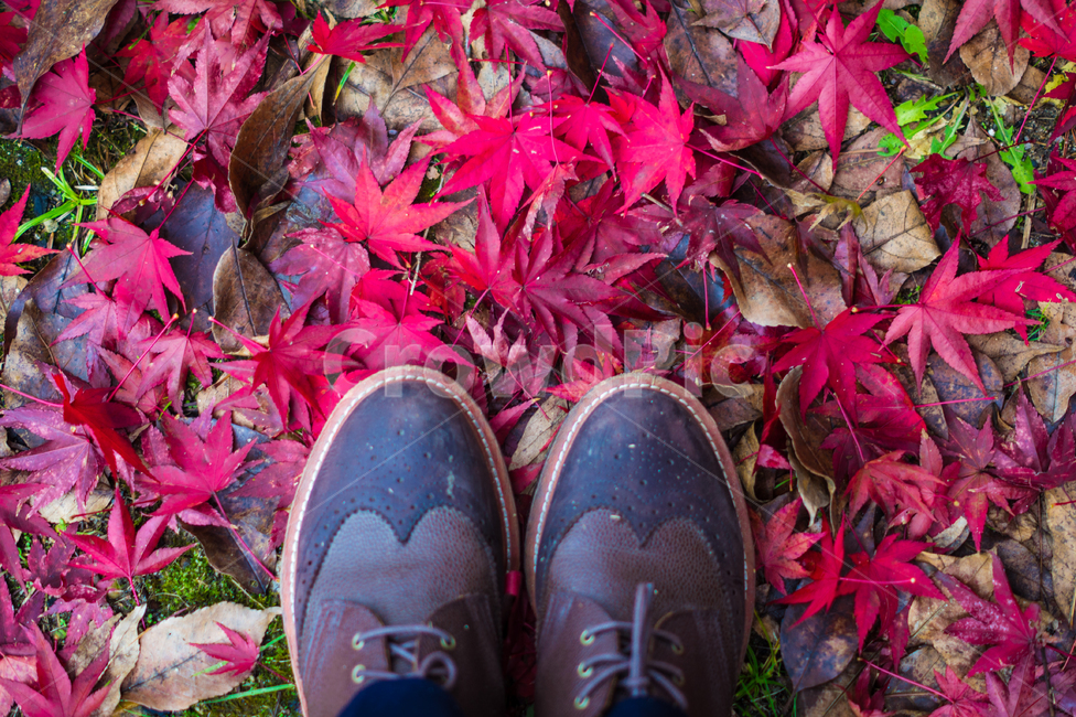 발,단풍,구름,식물,풍경,가을,계절,plant,sky,cloud,landscape,fall,leaf,season,autumn,공원,낙엽,구두,신발,shoe,바닥,땅,빨강,red,가을,계절,fall,autumn,season,잎,tree,나무