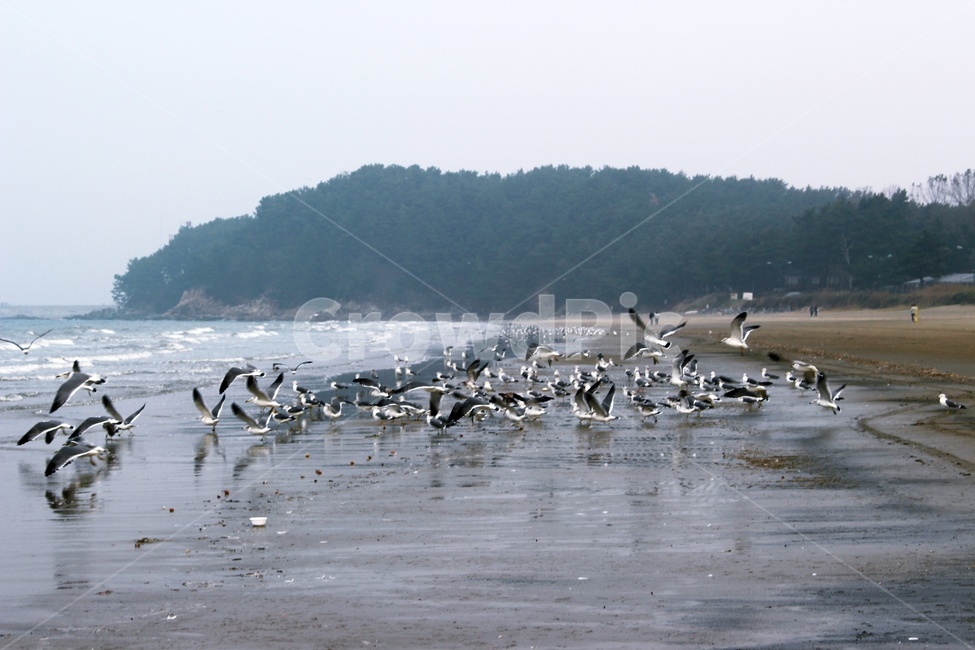 바다,갈매기,하늘,해변,파도,해안,자연,풍경,nature,landscape,해변,바다,beach,sea,동물,animal,조류,새,birds,flock,대군