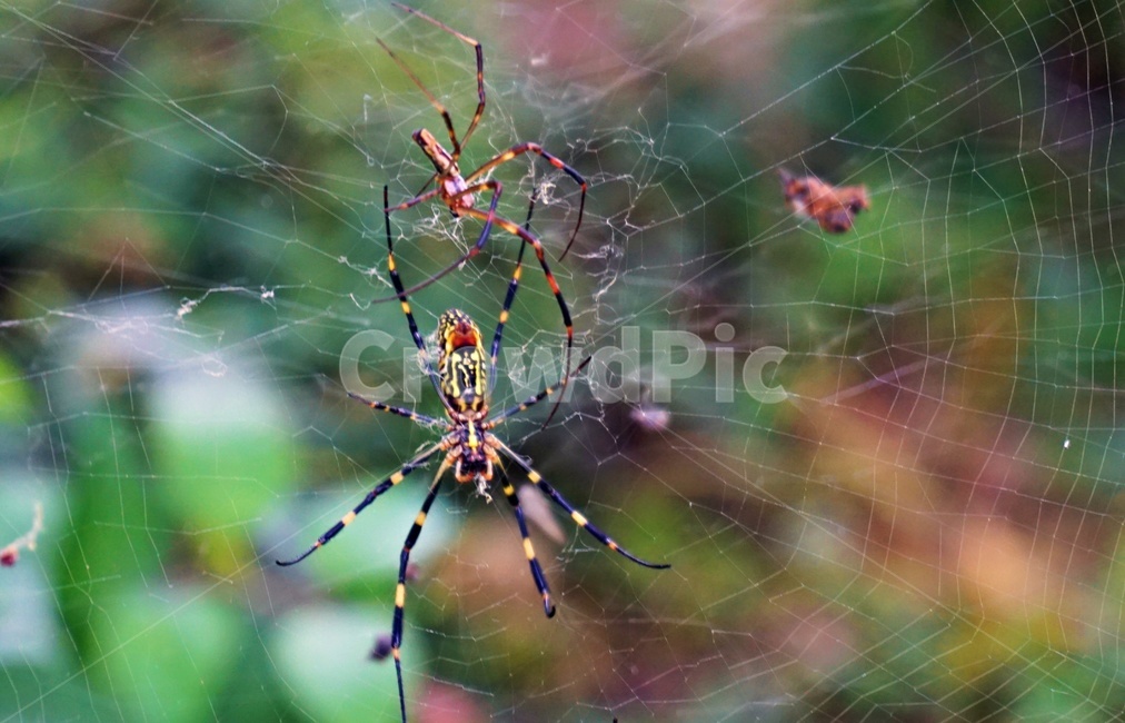 거미,spider,거미줄,동물,무척추동물,거미류,곤충,벌레,insect,bug