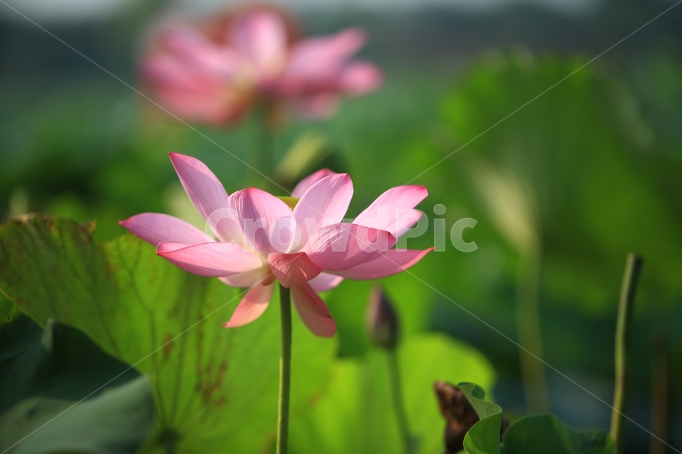 연꽃,접사,자연,풍경,무안,식물,자연,plants,nature,꽃,flower