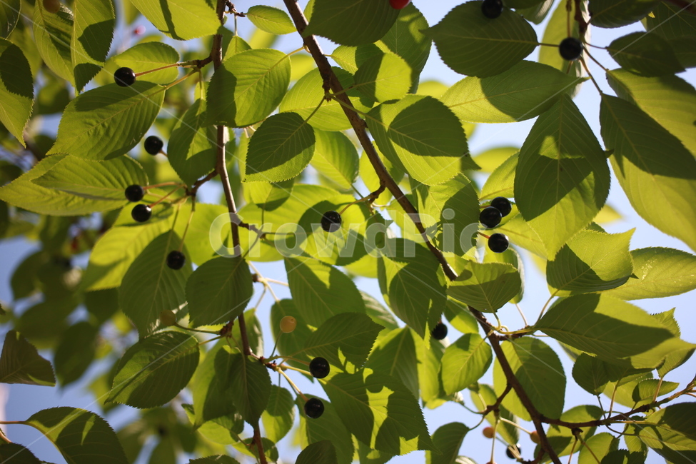 벚나무,벚나무열매,버찌,열매,잎,나무,초록,nature,tree,cherry,버찌열매,식물,자연,plants,nature,과일,열매,fruit