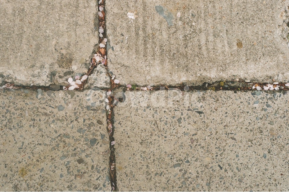 패턴,배경,감성,색감,바닥,균열,꽃잎,꽃,flower,텍스처,질감,패턴,texture,pattern