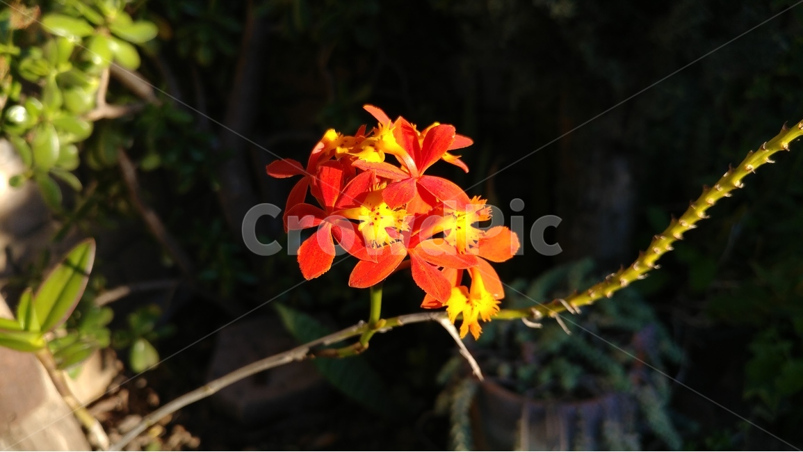 봄,꽃,봄꽃,봄볕,식물,봄,계절,spring,season,식물,자연,plants,nature,꽃,flower,plant,geranium,제라늄,blossom