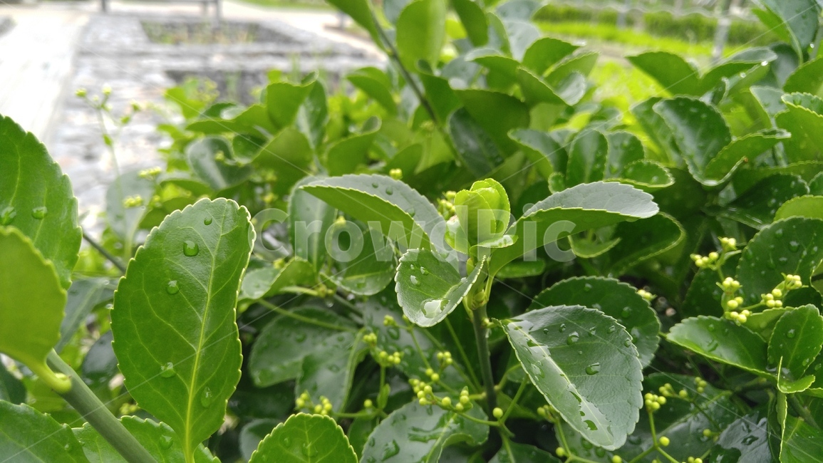 사철나무,식물,잎,연두색,녹색,비,배경,감성,계절,sagallus,plants,leaf,green,background,rain,emotional,season