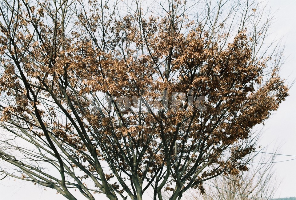 필름,필름카메라,아날로그,analog,filmcamera,film,감성,감성사진,나무,낙엽,가을,계절,fall,autumn,season,식물,자연,plants,nature,나무,trees,wood,plant
