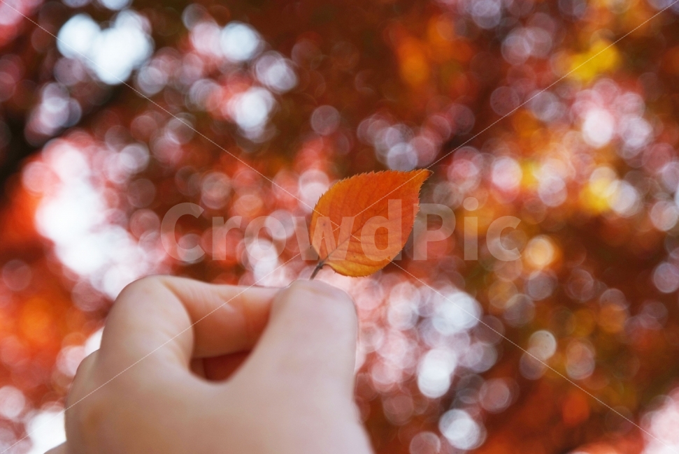 가을,낙엽,보케,손,autumn,나뭇잎,가을,계절,fall,autumn,season,식물,자연,plants,nature,사람,인물,인간,human,person,신체일부,몸,body,감성,sensible,feeling,leaf,잎,plant