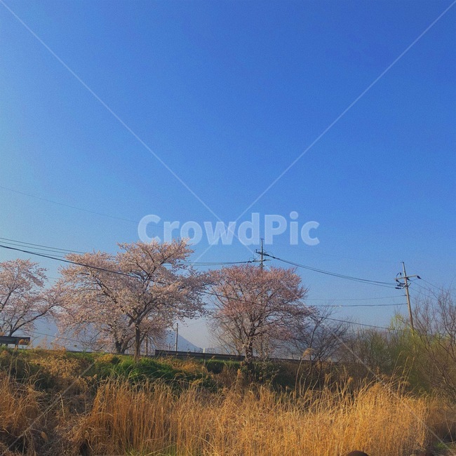 하늘,벚꽃,억새,갈대,sky