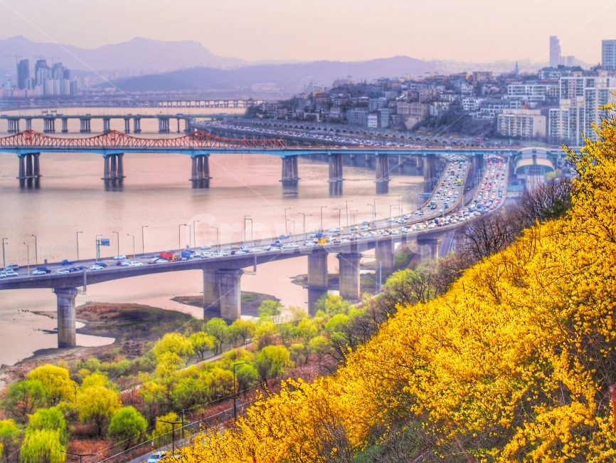 강변북로,응봉산,서울,도시,개나리,봄,계절,spring,season,도시,풍경,city,landscape,한국도시풍경,한국도시경관,korea cityscape,교통,교통수단,traffic,transportation,road,도로,freeway,고속 도로