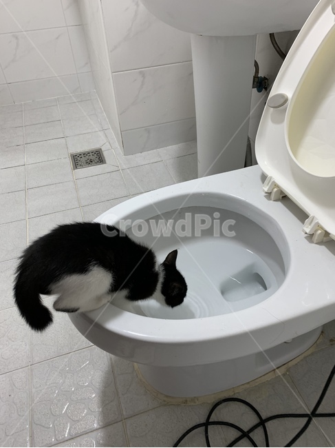 고양이,냥이,새끼고양이,캣,애교,동물,변기