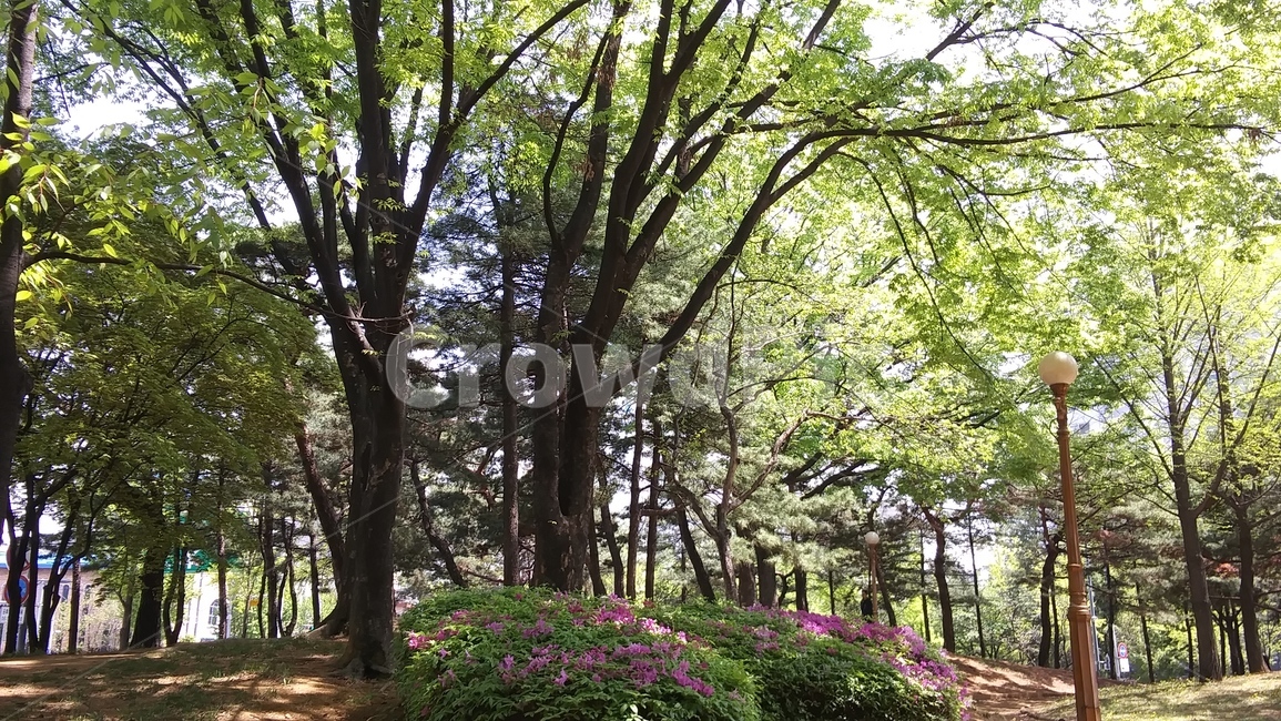 공원,양천구,숲,나무,봄,양천공원