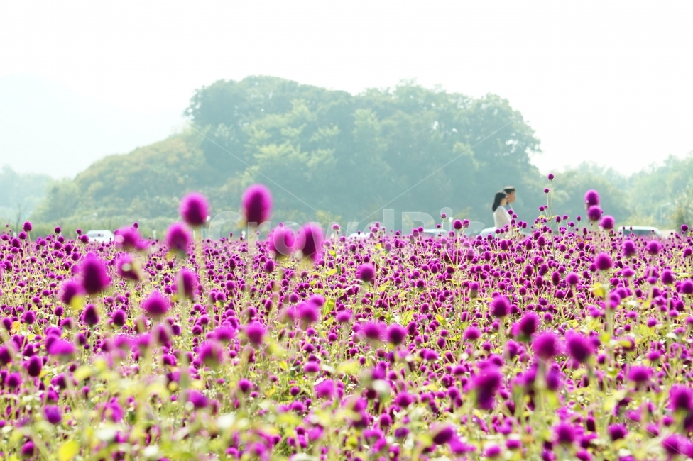 천일홍,나리공원,풍경,꽃이미지,나들이,자연,풍경,nature,landscape,식물,plants,꽃,flower,사람,인물,인간,human,person,연인,커플,사랑,lover,couple,field,들