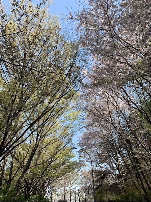숲,forest,나무,푸른,초록,봄,tree,green,spring,summer