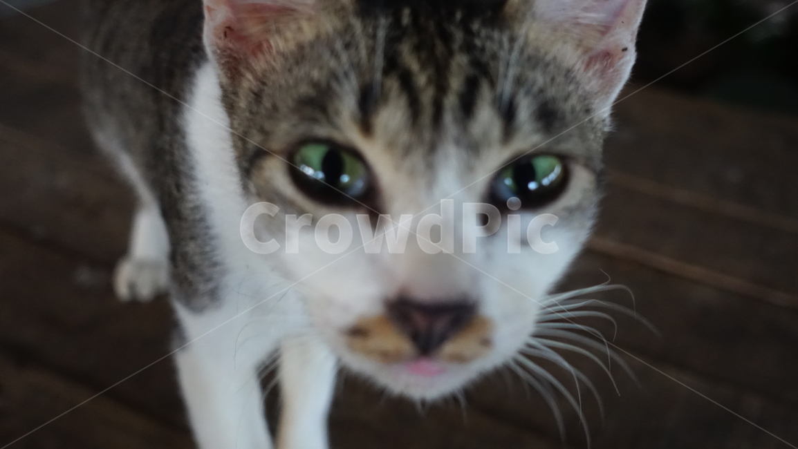 market,음식,food,시장,cat,고양이,pet,애완동물,animal,동물,kitten,고양이새끼,mammal,포유류,blueeyes,에메랄드색눈,에메랄드,emerald