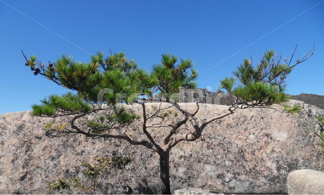 바위배경소나무,가야산,파란하늘,만물상,기암괴석,gayamountain,pine,rock,자연,풍경,nature,landscape,식물,plants,나무,trees,wood,tree,plant,tree trunk,나무 줄기