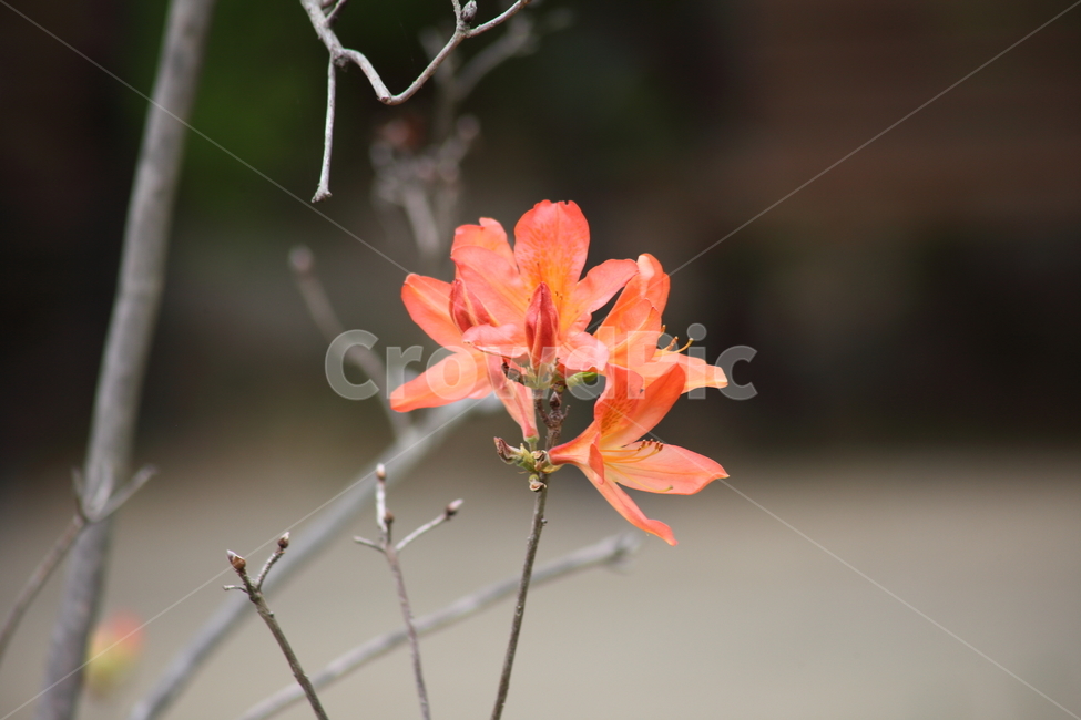 황철쭉,철쭉,봄,japaneseazalea,rhododendronjaponicum