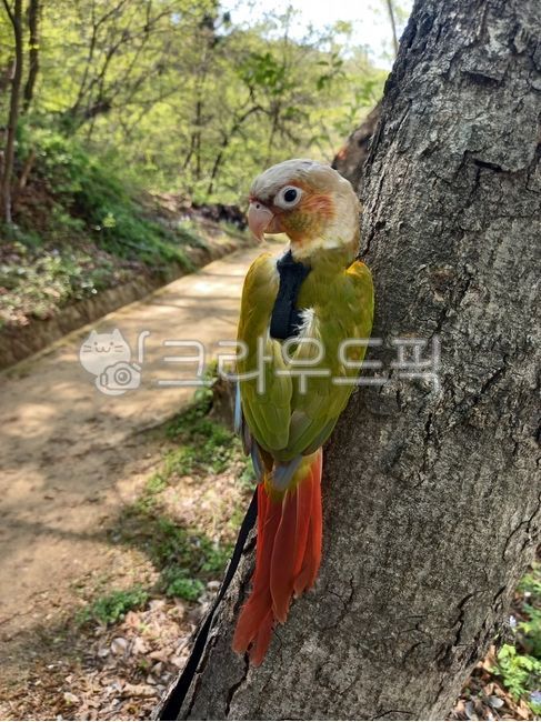 bird,새,앵무새,파인애플코뉴어,코뉴어,animal,동물,산책,반려동물