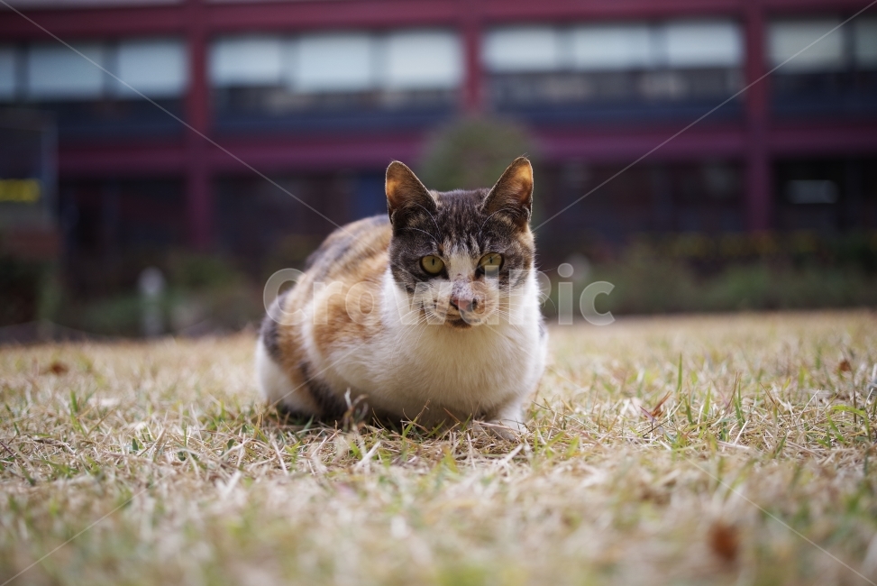 	고양이,길고양이,길냥이,애완동물,반려동물,생명,자연,야생,야생동물,야생고양이,미묘,미냥,cat,kitty,kitten,cute,lovely,adorable,pet,animal,street,streetcat,stray,straycat,wild,wildlife,wildcat,wildanimal,nature,natural,beauty,beautiful,동물,animal,포유류,mammal,고양이,cat,kitten,kitty