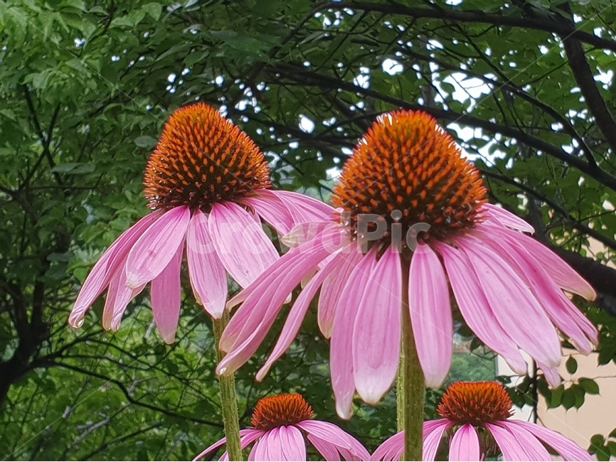 아름다운꽃,자연,여름,감성,계절,꽃,식물,배경이미지,beautifulflowers,plant,nature,분홍색,에키네시아,green,배경,배경화면,식물,자연,plants,nature,꽃,flower
