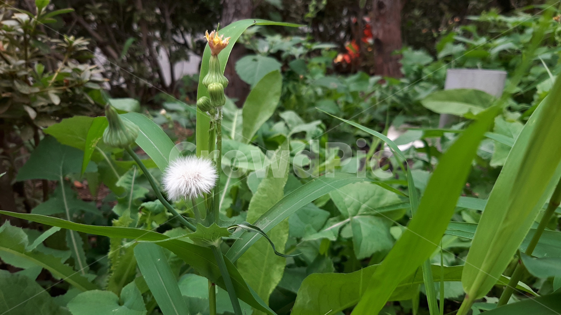 야생화,꽃,식물,녹색,wildflower,plant,green,식물,자연,plants,nature,꽃,flower