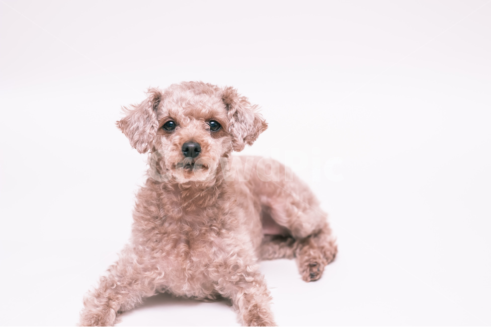 푸들,개,동물,애완동물,반려동물,동물,animal,포유류,mammal,개,강아지,dog,doggy