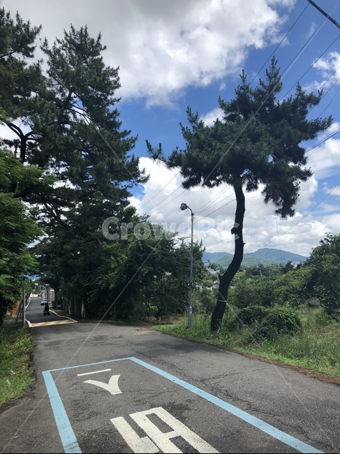 자연,하늘,구름,나무,맑음,힐링,화창,시골,길