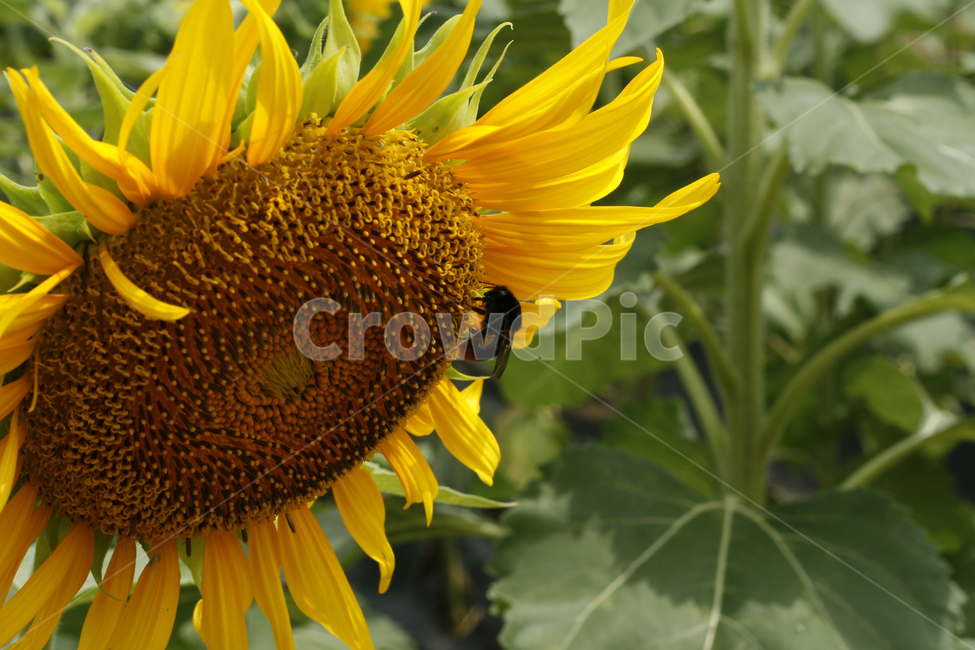 해바라기,여름,해바라기꽃,식물,해바라기씨,꽃잎,벌,여름,계절,summer,season,가을,fall,autumn,식물,자연,plants,nature,꽃,flower,bee,animal,동물,invertebrate,무척추 동물,honey bee,꿀벌,insect,곤충