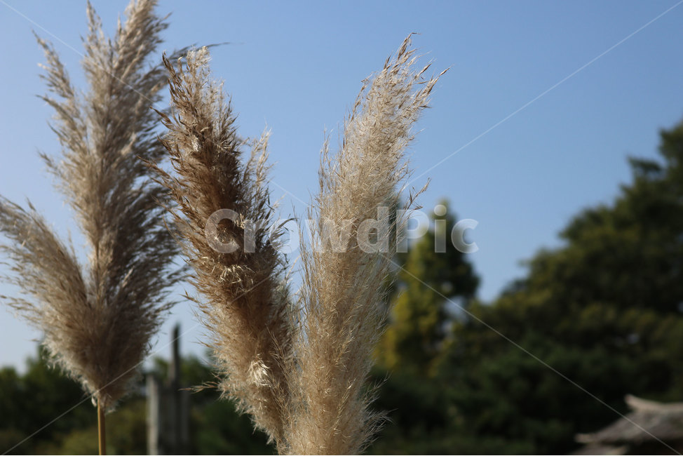 팜파스,팜파스축제,억새꽃,자연농원,가을,가을,계절,fall,autumn,season,식물,자연,plants,nature,grass,잔디,plant,lawn