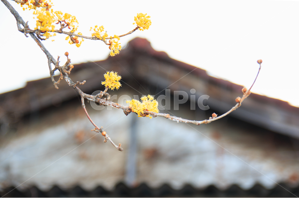 산수유,산수유꽃,노란색,봄,봄꽃,노란꽃,식물,꽃,나뭇가지,가지,시골,풍경,봄풍경,초봄,이른봄,자연,경치,지붕,슬레이트,기와,봄,계절,spring,season,식물,자연,plants,nature,꽃,flower,plant