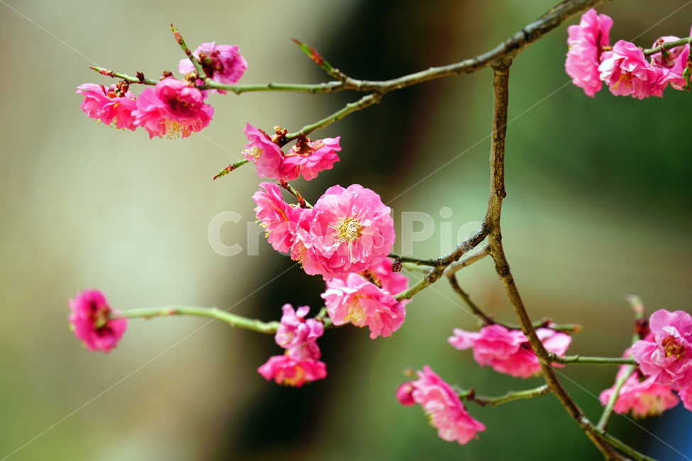 홍매화,한국자연,꽃,꽃사진,플라워,flower,봄,봄꽃,spring,식물,plants,자연,nature,풍경,landscape,계절,season,snap,스냅,접사,macro,closeup,클로즈업,감성사진,감성,힐링,healing,느낌,feel,feeling,꽃밭,화단,나무,나뭇가지,tree,꽃봉오리,4월,April,봄,계절,spring,season,식물,자연,plants,nature,꽃,flower,plant,blossom