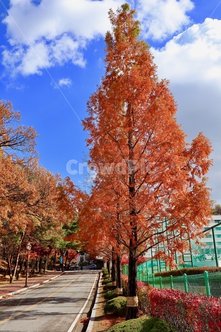 가을,단풍,나무,자연,풍경,하늘,가을,계절,fall,autumn,season,식물,자연,plants,nature,나무,trees,wood,tree,plant,maple